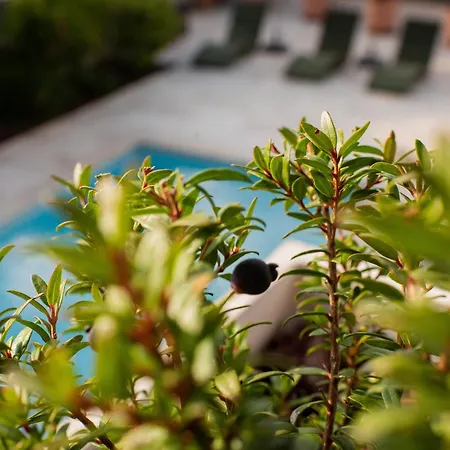 La Papaye, Maison De Charme Avec Piscine Et Vakantiehuis *